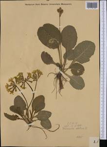 Первоцвет высокий (L.) L., Западная Европа (EUR) (Австрия)