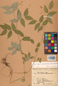 Горошек разветвленный (Maxim.) Ohwi, Сибирь, Дальний Восток (S6) (Россия)