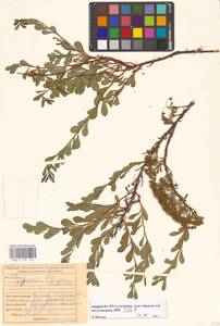 Spiraea crenata subsp. crenata, Восточная Европа, Средневолжский район (E8) (Россия)