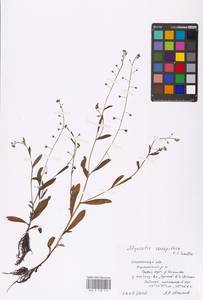 MHA 0 153 113, Myosotis laxa subsp. laxa, Восточная Европа, Западный район (E3) (Россия)