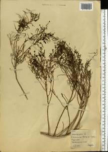 Amaranthaceae, Восточная Европа, Нижневолжский район (E9) (Россия)