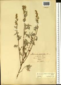 Artemisia gmelinii var. messerschmidiana (Besser) Poljakov, Сибирь, Прибайкалье и Забайкалье (S4) (Россия)