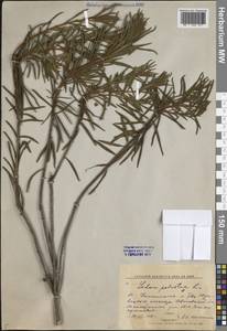 Рододендрон войлочный (Stokes) Harmaja, Восточная Европа, Центральный лесной район (E5) (Россия)