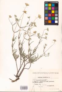 Ломелозия серебристая (L.) Greuter & Burdet, Восточная Европа, Северо-Украинский район (E11) (Украина)