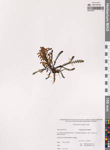 Мытник Эдера Vahl, Сибирь, Чукотка и Камчатка (S7) (Россия)