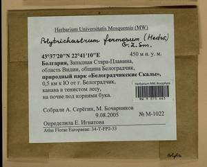 Polytrichum formosum Hedw., Гербарий мохообразных, Мхи - Западная Европа (BEu) (Болгария)