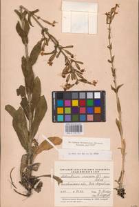 Смолевка клейкая (L.) Pers., Восточная Европа, Восточный район (E10) (Россия)