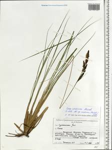 Осока омская (Meinsh.) Jalas, Восточная Европа, Белоруссия (E3a) (Белоруссия)