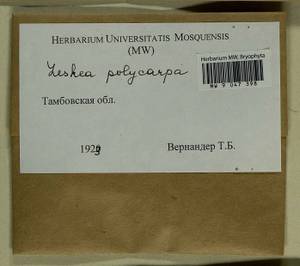 Leskea polycarpa Hedw., Гербарий мохообразных, Мхи - Центральное Черноземье (B10) (Россия)