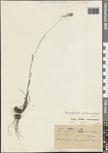 Hyalopodium colchicum (Albov) L.J.Gillespie & Soreng, Кавказ, Северная Осетия, Ингушетия и Чечня (K1c) (Россия)