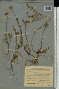 Лен жестковолосистый L., Восточная Европа, Центральный лесостепной район (E6) (Россия)