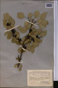 Жестер слабительный, Крушина слабительная L., Средняя Азия и Казахстан, Северный и Центральный Казахстан (M10) (Казахстан)