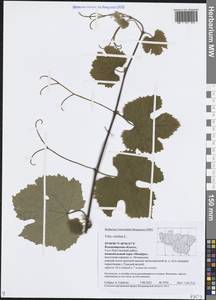 Виноград обыкновенный L., Восточная Европа, Центральный район (E4) (Россия)