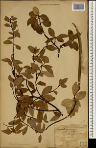 Trachelospermum jasminoides (Lindl.) Lem., Зарубежная Азия (ASIA) (Япония)