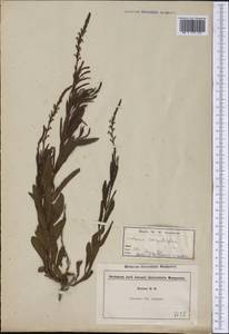Verbena simplex Lehm., Америка (AMER) (США)