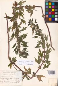 MHA 0 154 667, Пустырник пятилопастный Gilib., Восточная Европа, Центральный район (E4) (Россия)