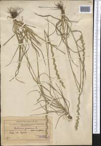 Плевел многолетний L., Средняя Азия и Казахстан, Западный Тянь-Шань и Каратау (M3) (Узбекистан)