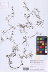 Лютик волосолистный, Шелковник волосолистный Chaix, Восточная Европа, Нижневолжский район (E9) (Россия)