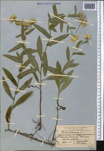 Pentanema britannicum (L.) D.Gut.Larr., Santos-Vicente, Anderb., E.Rico & M.M.Mart.Ort., Средняя Азия и Казахстан, Северный и Центральный Казахстан (M10) (Казахстан)
