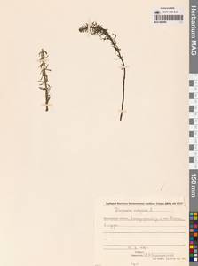 Хвостник обыкновенный, Водяная сосенка L., Сибирь, Чукотка и Камчатка (S7) (Россия)