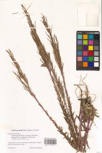 Резуха плоскостручковая (Pers.) Rchb., Восточная Европа, Центральный район (E4) (Россия)