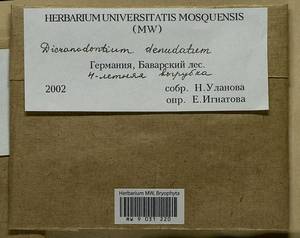Dicranodontium denudatum (Brid.) E. Britton, Гербарий мохообразных, Мхи - Западная Европа (BEu) (Германия)
