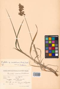 Anthoxanthum glabrum (Trin.) Veldkamp, Сибирь, Дальний Восток (S6) (Россия)