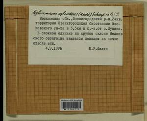 Hylocomium splendens (Hedw.) Schimp., Гербарий мохообразных, Мхи - Москва и Московская область (B6a) (Россия)
