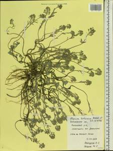 Odontarrhena tortuosa subsp. tortuosa, Восточная Европа, Центральный лесостепной район (E6) (Россия)