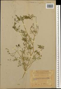 Дымянка Шлейхера Soy.-Will., Кавказ, Азербайджан (K6) (Азербайджан)