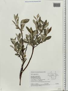 Ива лопарская L., Восточная Европа, Центральный район (E4) (Россия)