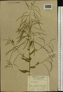 Catolobus pendulus (L.) Al-Shehbaz, Восточная Европа, Центральный район (E4) (Россия)