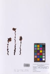 Подъельник обыкновенный Crantz, Восточная Европа, Московская область и Москва (E4a) (Россия)