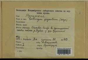 Calliergon giganteum (Schimp.) Kindb., Гербарий мохообразных, Мхи - Москва и Московская область (B6a) (Россия)