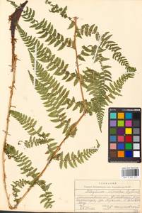 Pseudathyrium alpestre subsp. alpestre, Восточная Европа, Западно-Украинский район (E13) (Украина)