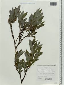 Ива сизая L., Восточная Европа, Северный район (E1) (Россия)