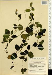 Momordica, Африка (AFR) (Кения)