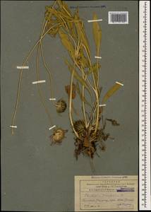 Ломелозия кавказская (M. Bieb.) Greuter & Burdet, Кавказ, Армения (K5) (Армения)