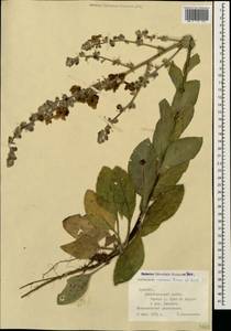 Verbascum varians Freyn & Sint., Кавказ, Армения (K5) (Армения)