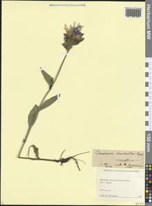 Колокольчик Траутфеттера Grossh. ex Fed., Кавказ, Дагестан (K2) (Россия)