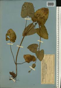 Шалфей мутовчатый L., Восточная Европа, Московская область и Москва (E4a) (Россия)