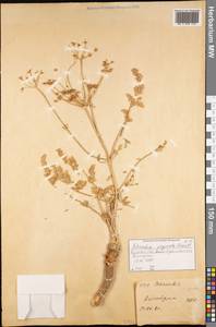 Шренкия влагалищная (Ledeb.) Fisch. & C.A.Mey., Средняя Азия и Казахстан, Джунгарский Алатау и Тарбагатай (M5) (Казахстан)