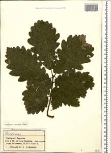 Quercus petraea subsp. polycarpa (Schur) Soó, Кавказ, Азербайджан (K6) (Азербайджан)