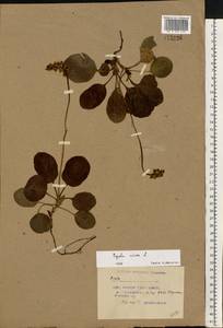 Грушанка малая L., Восточная Европа, Белоруссия (E3a) (Белоруссия)