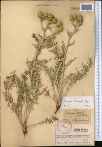 Cousinia tenuisecta Juz., Средняя Азия и Казахстан, Западный Тянь-Шань и Каратау (M3) (Казахстан)