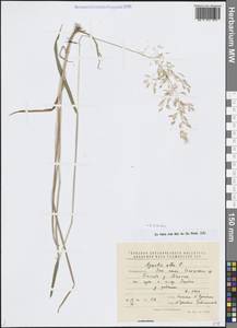 Полевица гигантская Roth, Средняя Азия и Казахстан, Памир и Памиро-Алай (M2) (Таджикистан)