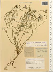 Астрагал ненадежный Lipsky, Кавказ, Северная Осетия, Ингушетия и Чечня (K1c) (Россия)