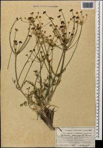 Dichoropetalum paucijugum (DC.) Pimenov & Kljuykov, Кавказ, Азербайджан (K6) (Азербайджан)