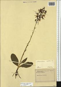 Любка зеленоцветковая (Custer) Rchb., Западная Европа (EUR) (Словения)