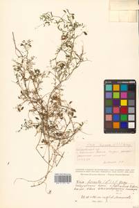 Горошек волосистый (L.) Gray, Сибирь, Дальний Восток (S6) (Россия)